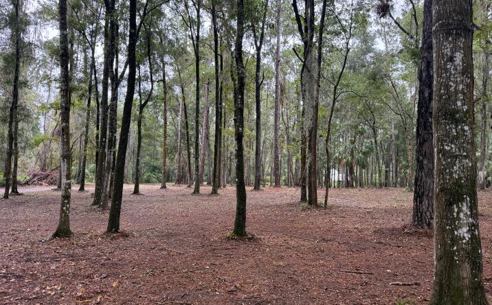 Pictures of Land property located at SE 40th Ave, Belleview, FL 34420 for sales - image #1