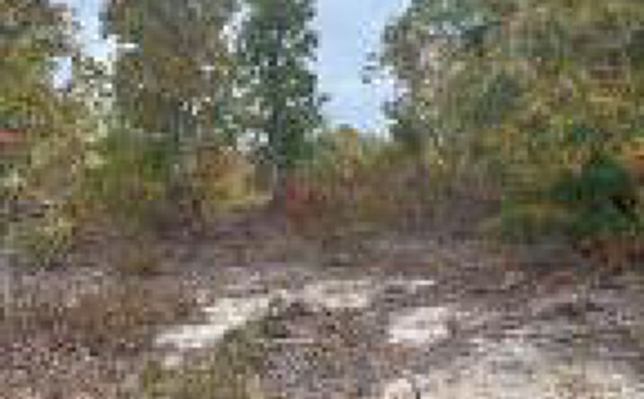 Pictures of Land property located at Ba 17 Kirkland Blizzard Road, Salley, SC 29137 for sales - image #1