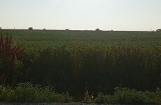21410779