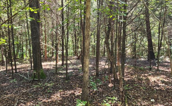 Pictures of Land property located at 000 Circle Dr, Big Sandy, TN 38221 for sales - image #1