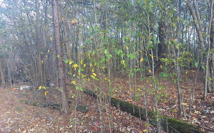 Pictures of Land property located at 00 Rison, Paris, TN 38242 for sales - image #1