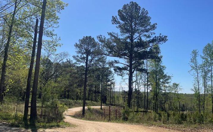 Pictures of Land property located at 0 E L Walker, Paris, TN 38242 for sales - image #1