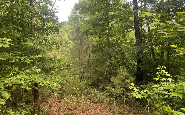 Pictures of Land property located at Joe Milam Rd, Buchanan, TN 38222 for sales - image #1