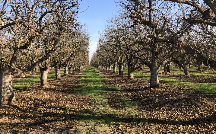 Pictures of Land property located at Road 38, Madera, CA 93636 for sales - image #1