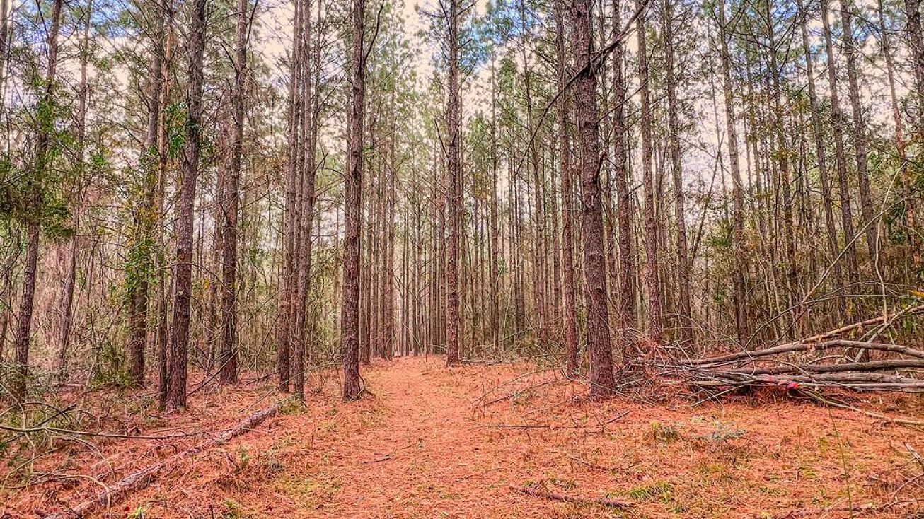 Pictures of Land, Multifamily, Special Purpose property located at NHN Nelson Road, Poplarville, MS 39470 for sales - image #1