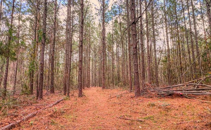 Pictures of Land, Multifamily, Special Purpose property located at NHN Nelson Road, Poplarville, MS 39470 for sales - image #1