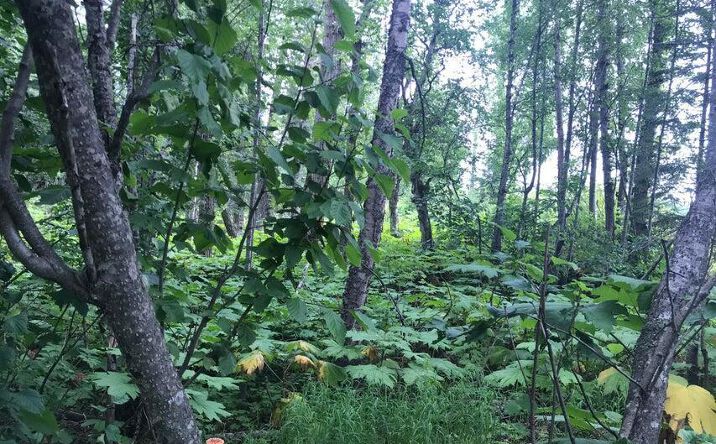 Pictures of Land property located at Holly Beck St, Nikiski, AK 99611 for sales - image #1