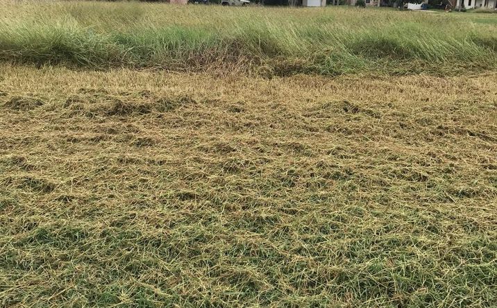 Pictures of Land property located at 00 Fm 106, Rio Hondo, TX 78583 for sales - image #1