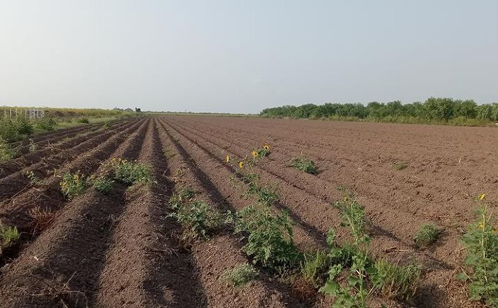 Pictures of Land, Multifamily property located at 10.00 Acres N Mile 4, Mercedes, TX 78570 for sales - image #1