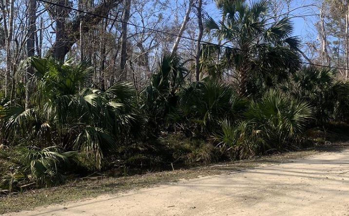 Pictures of Land property located at 2349 Ancient Oaks Dr, Steinhatchee, FL 32359 for sales - image #1