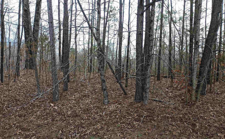 Pictures of Land, Mixed Use property located at 00 Highway 18, Medon, TN 38356 for sales - image #1