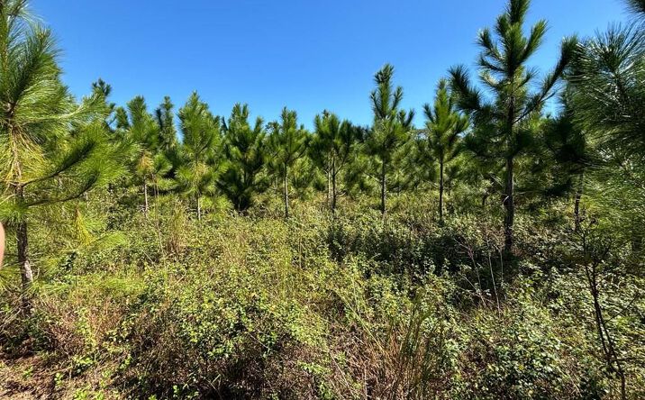 Pictures of Land property located at Lot 1 SW 50th Ave, Bell, FL 32619 for sales - image #1