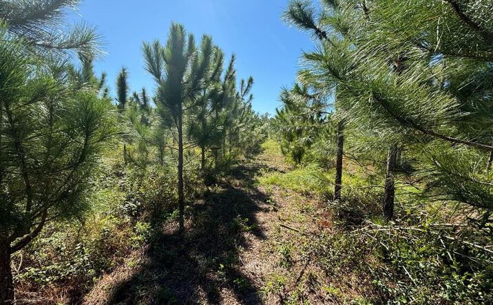 Pictures of Land property located at Lot 2 SW 50th Ave, Bell, FL 32619 for sales - image #1