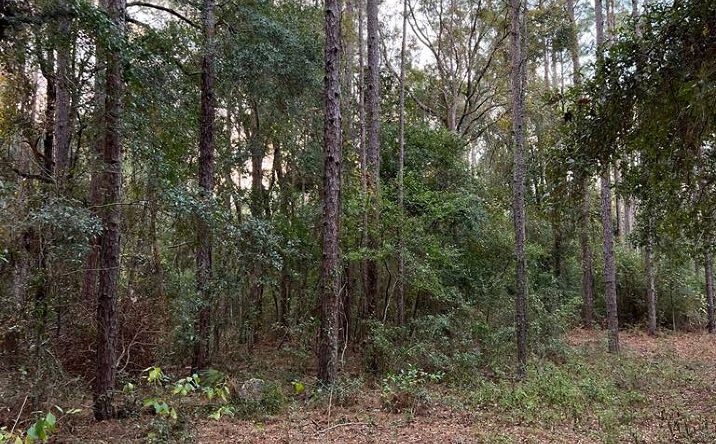 Pictures of Land property located at 1 NW 15th Ave, Bell, FL 32619 for sales - image #1