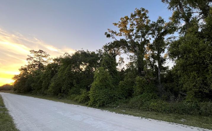 Pictures of Land property located at NE 481st Ave, Old Town, FL 32680 for sales - image #1