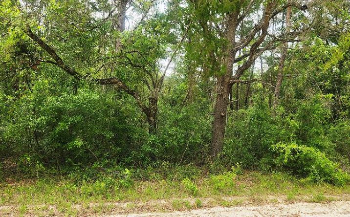 Pictures of Land property located at NE 280th Ave, Old Town, FL 32680 for sales - image #1