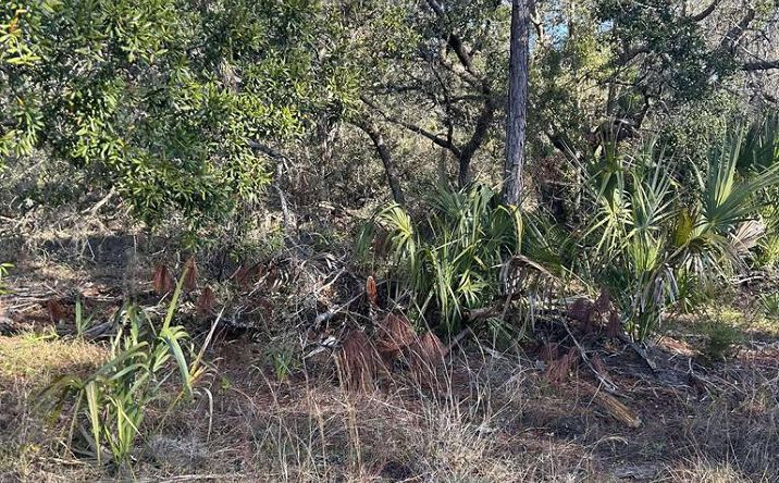 Pictures of Land property located at 00 SE 353rd St, Suwannee, FL 32692 for sales - image #1