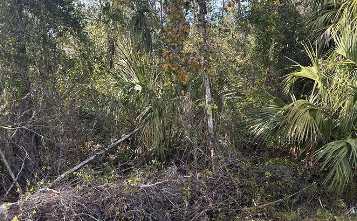 Pictures of Land property located at 000 SE 353rd St, Suwannee, FL 32692 for sales - image #1