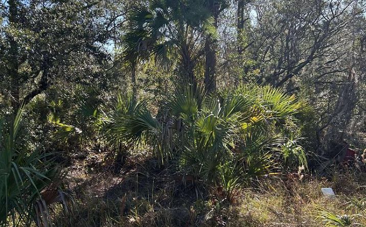 Pictures of Land property located at 00 SE 352nd St, Suwannee, FL 32692 for sales - image #1