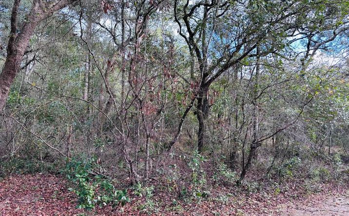Pictures of Land property located at 16151 NW 80th Ct, Fanning Springs, FL 32693 for sales - image #1