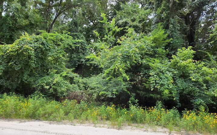 Pictures of Land property located at TBD NE 642nd St, Old Town, FL 32680 for sales - image #1
