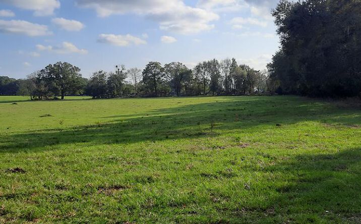 Pictures of Land property located at 232/344 County Road 344, Bell, FL 32619 for sales - image #1