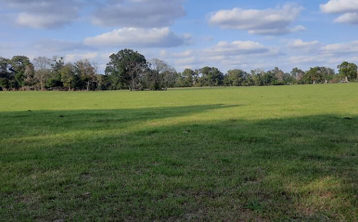 Pictures of Land property located at 232/344 County Road 344, Bell, FL 32619 for sales - image #1