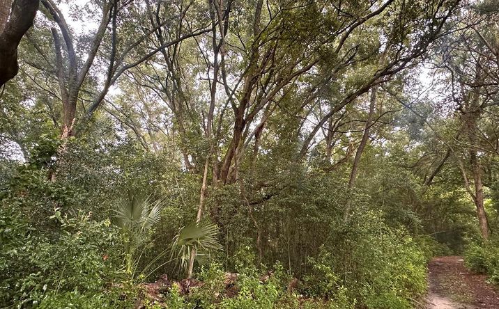 Pictures of Land property located at 000 NE 30th Pl, Williston, FL 32696 for sales - image #1