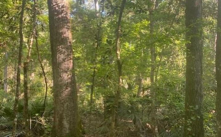Pictures of Land property located at 768th St, Old Town, FL 32680 for sales - image #1