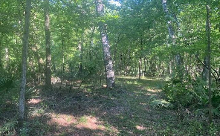Pictures of Land property located at 768th St, Old Town, FL 32680 for sales - image #1