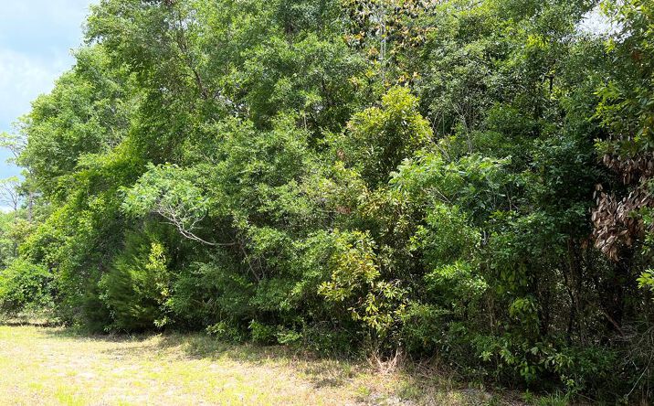 Pictures of Land property located at 0 NW 70th Cir, Chiefland, FL 32626 for sales - image #1