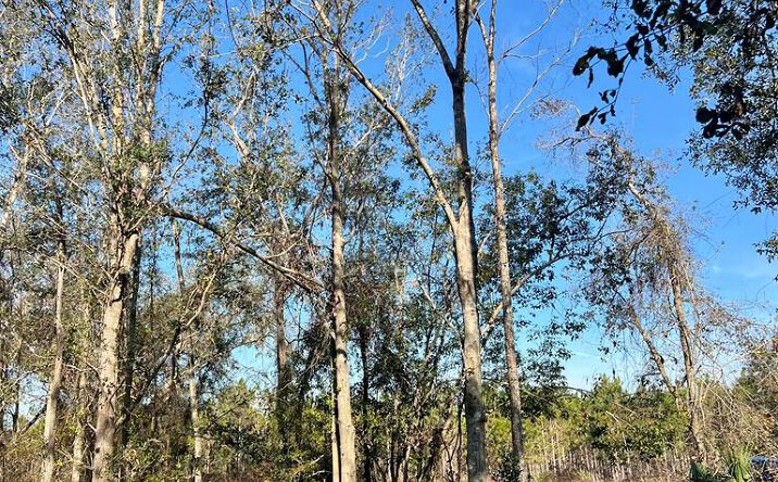 Pictures of Land property located at 0 W Hwy 27, Mayo, FL 32066 for sales - image #1