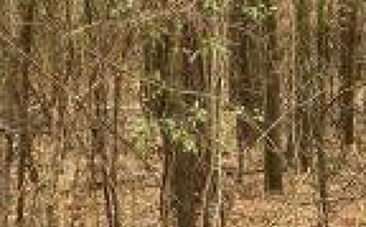 Pictures of Land property located at 00 Durham Road, Jackson, SC 29831 for sales - image #1