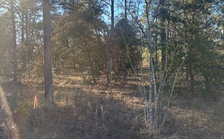 Pictures of Land property located at SW Seaweed Ave, Dunnellon, FL 34431 for sales - image #1