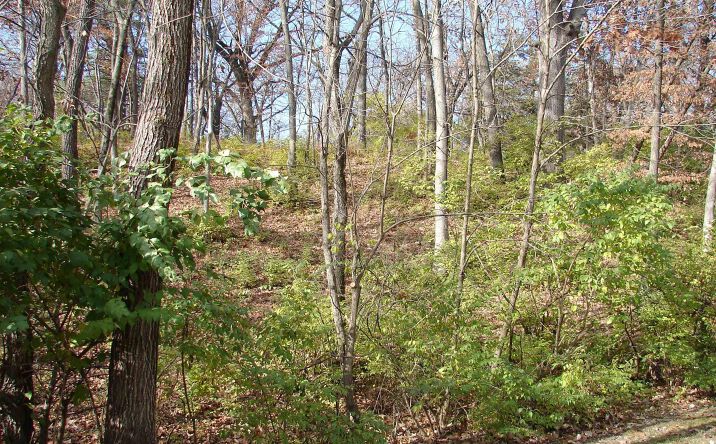Pictures of Land, Special Purpose property located at Lot 1 S Hoaglin Drive, Mount Pleasant, IA 52641 for sales - image #1