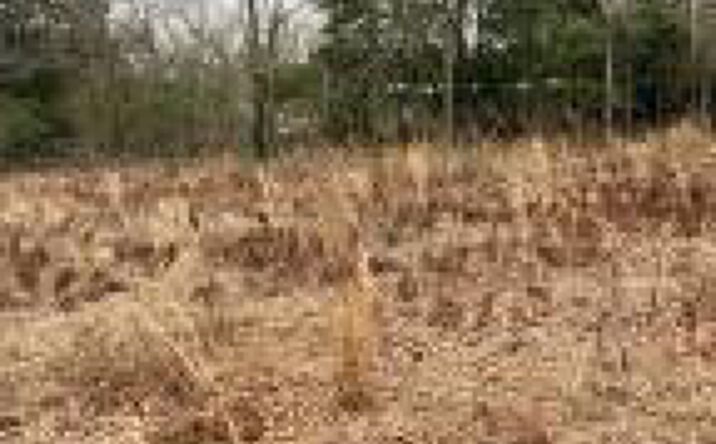 Pictures of Land property located at 000 Hedge Road, Aiken, SC 29801 for sales - image #1