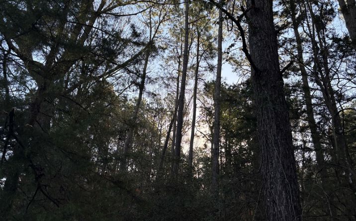 Pictures of Land property located at TBD CR 1784, Jefferson, TX 75657 for sales - image #1