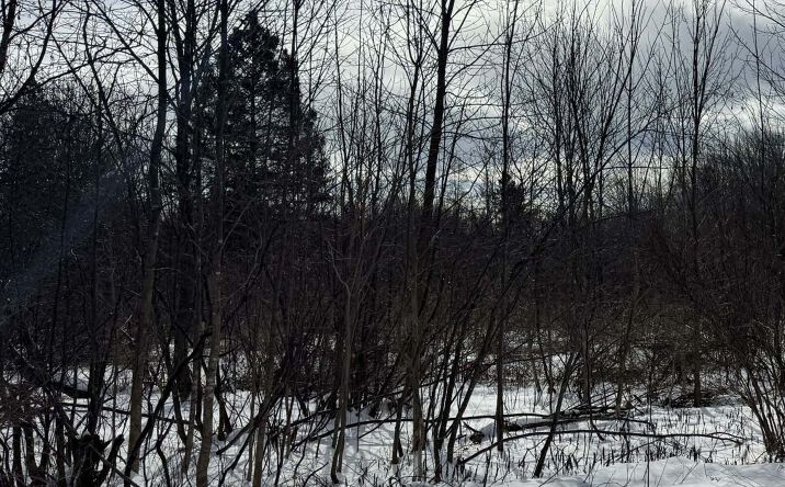 Pictures of Land property located at 00 Main Street, Ripley, ME 04930 for sales - image #1
