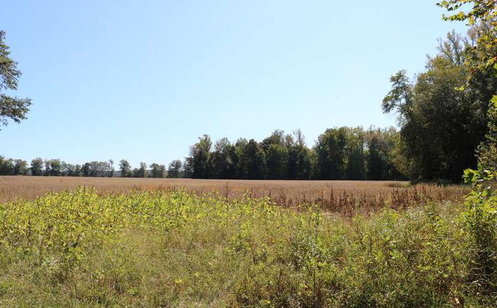 Pictures of Land property located at 0000 Middleburg Rd, Scotts Hill, TN 38374 for sales - image #1