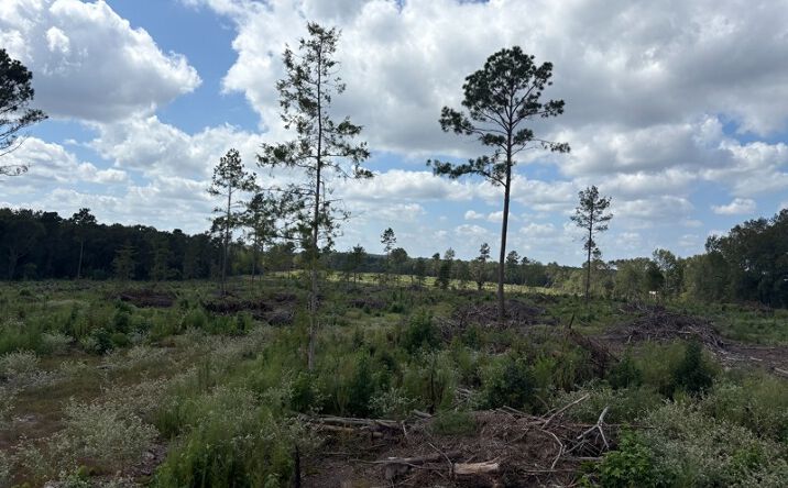 Pictures of Land property located at TBD CR 3665, Queen City, TX 75572 for sales - image #1