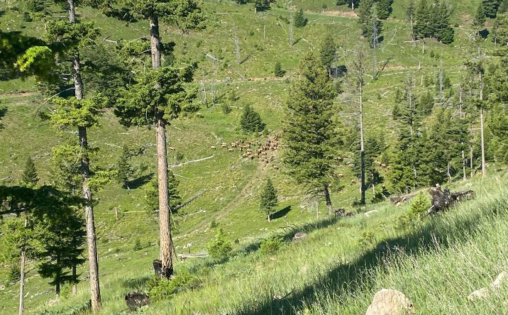 Pictures of Land property located at 9-12 Tract, Drummond, MT 59832 for sales - image #1