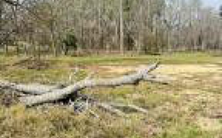 Pictures of Land property located at 000 Lee Street, Johnston, SC 29832 for sales - image #1