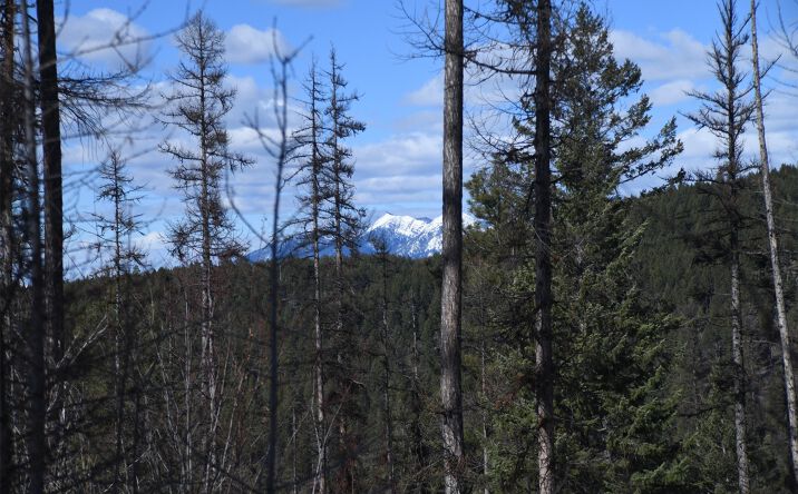 Pictures of Land property located at 205 Timberjack Trail, Bigfork, MT 59911 for sales - image #1