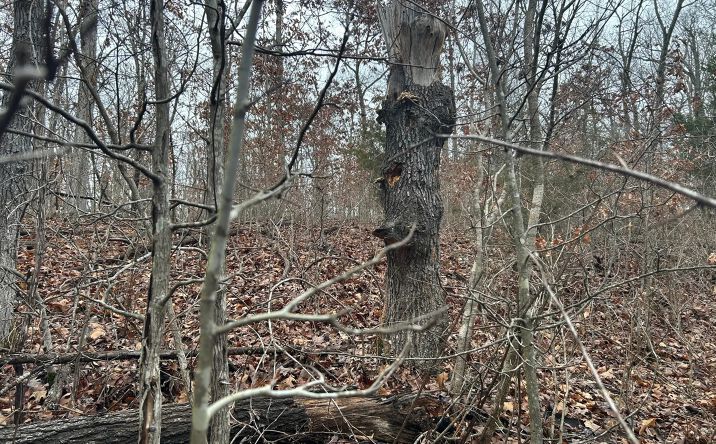 Pictures of Land property located at TBD County Road 6388, Newburg, MO 65550 for sales - image #1