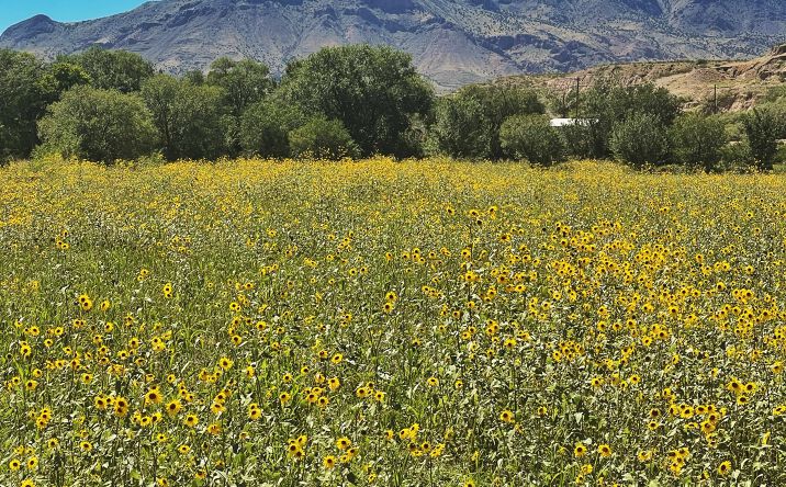 Pictures of Land property located at 15 Correo St, Polvadera, NM 87828 for sales - image #1