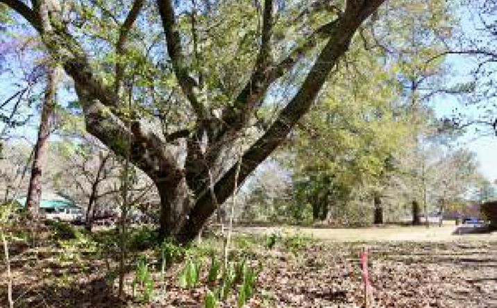 Pictures of Land property located at 000 Rushton Road, Aiken, SC 29801 for sales - image #1