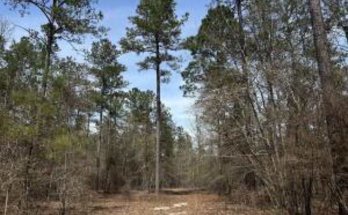 Pictures of Land property located at Lot 7 Cooks Pond Road, Windsor, SC 29856 for sales - image #1