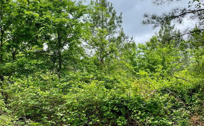 Pictures of Land property located at 672 Timber Creek Trails South Xl, Broken Bow, OK 74728 for sales - image #1