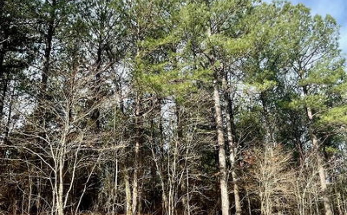 Pictures of Land property located at 733 Timber Creek Trails South Xl, Broken Bow, OK 74728 for sales - image #1
