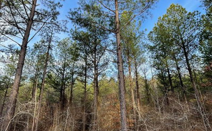 Pictures of Land property located at 703 Timber Creek Trails South Xl, Broken Bow, OK 74728 for sales - image #1